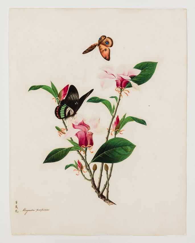 A Collection of Botanical Illustrations with Butterflies | MasterArt